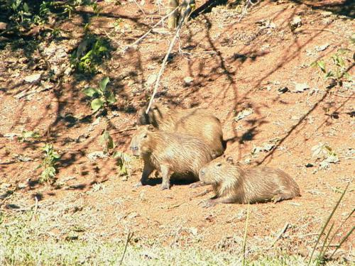 Capivara