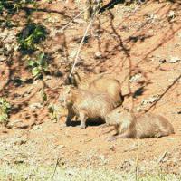 Capivara