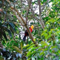 Tucano