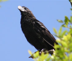 Anu Preto
