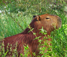 Capivara