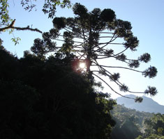 Araucária