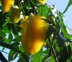 Carambola