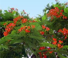 Flamboyant
