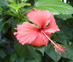 Hibisco