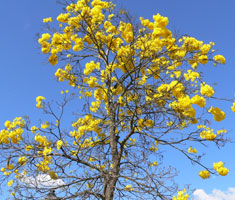 Ipê Amarelo