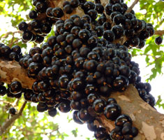 Jabuticaba