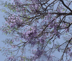 Jacarandá