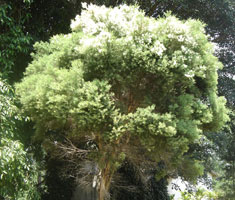 Melaleuca